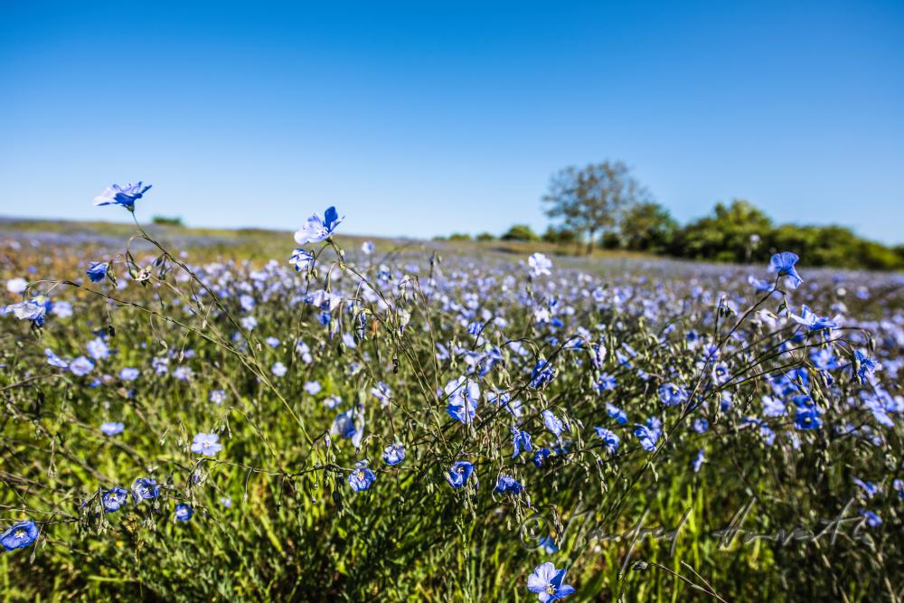 Wildblumenfeld mit blühendem Blauem Flachs