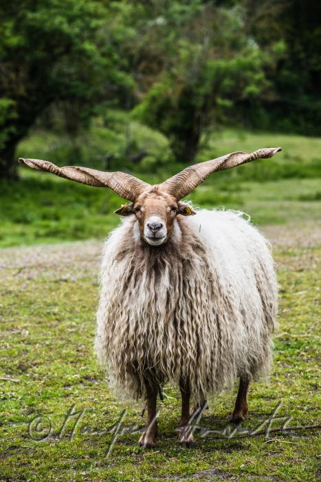 Zackelschaf im Gehege des Tierparks
