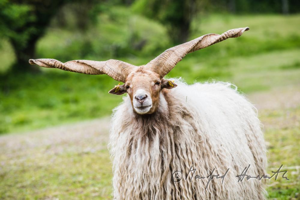Zackelschaf im Gehege des Tierparks
