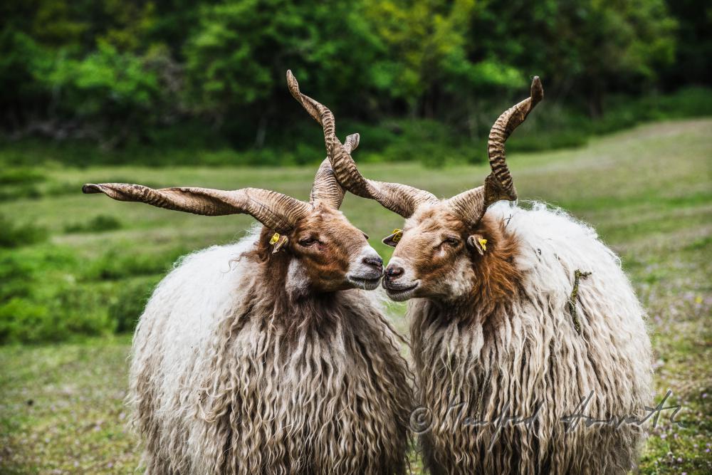 Zackelschaf im Gehege des Tierparks