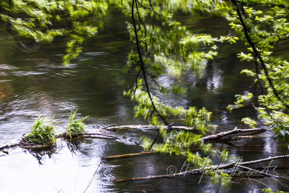 Treibholz in den Thaya-Auen