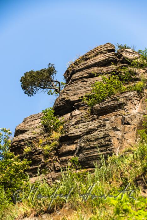 Blick vom Thayaufer hinauf zum 