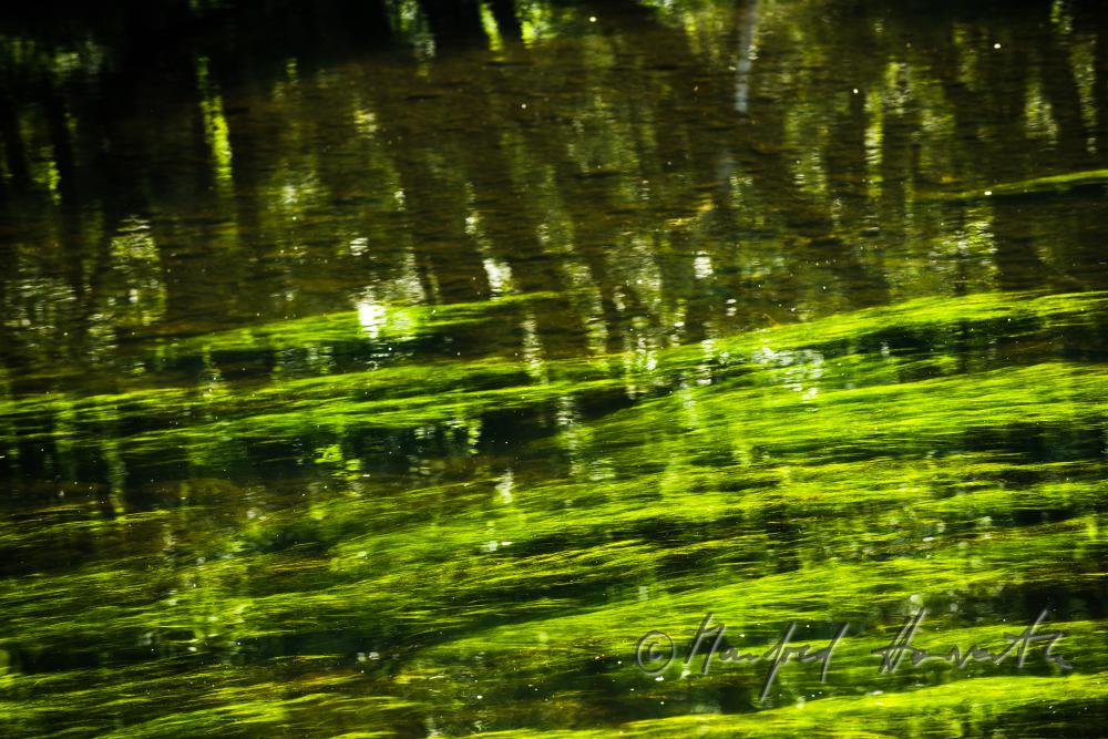 flutender Hahnenfuss im Flussbett der THaya