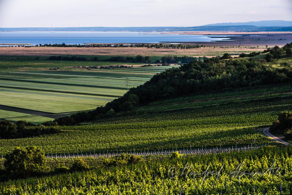 Blick vom Hackelsberg zum Neusiedlersee und dem Jungerberg