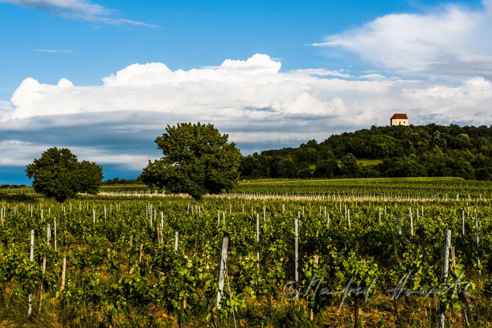 Weinberge beim 