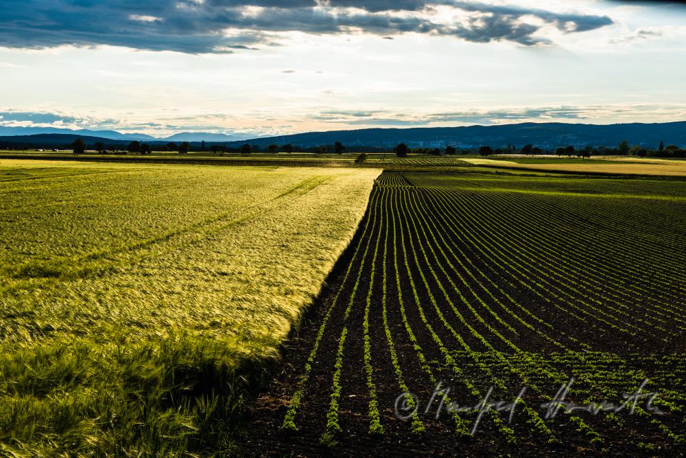 Gerstenfeld im Sommer