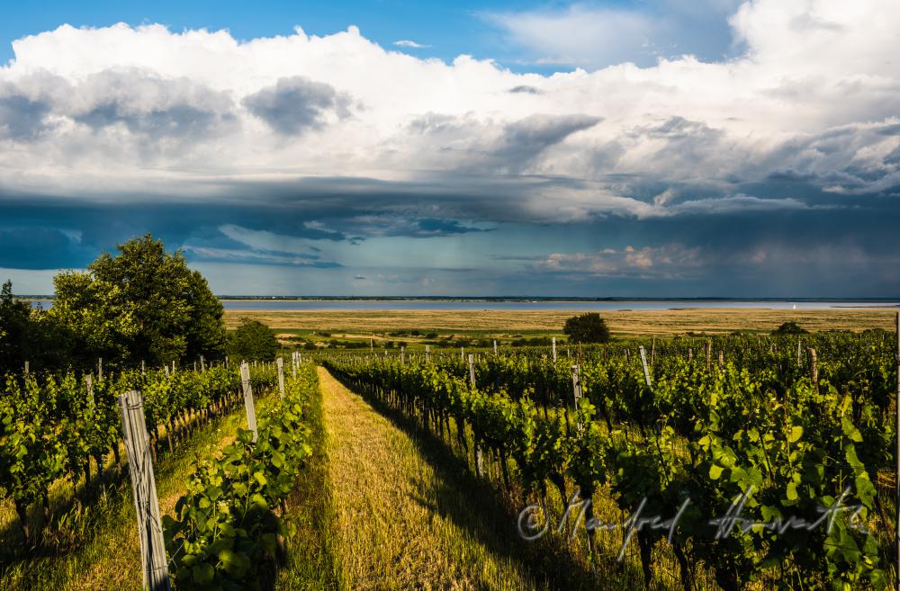 Weinberge am Rusterberg