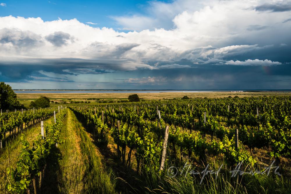 Weinberge am Rusterberg
