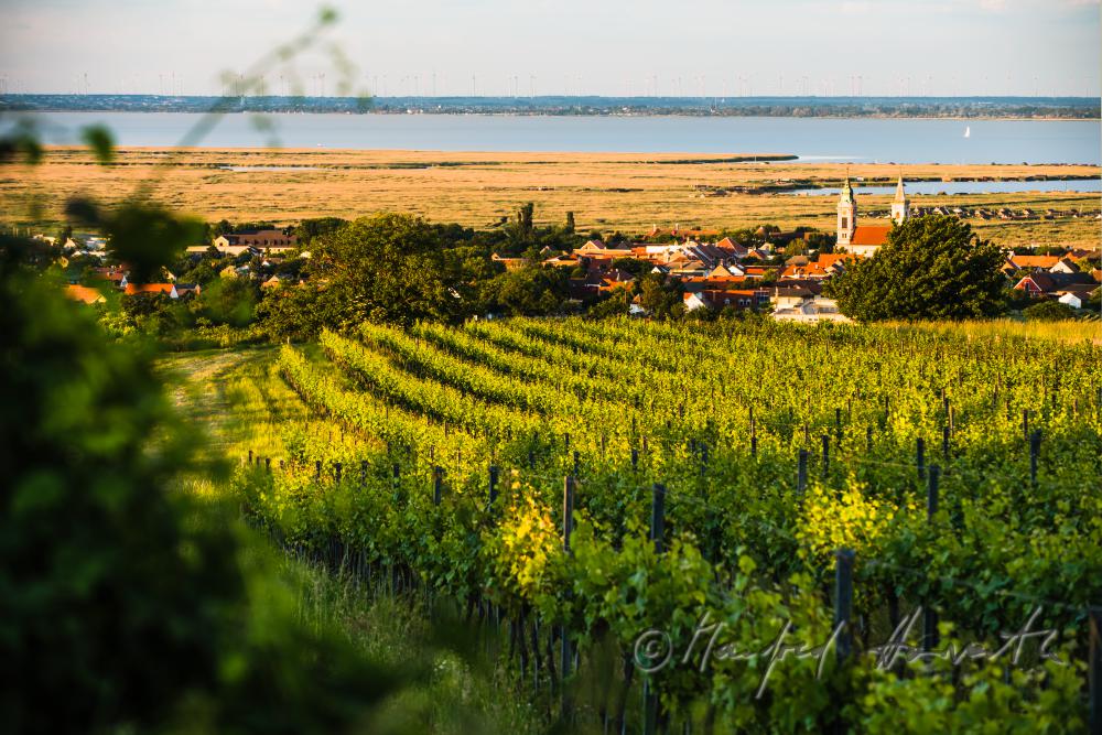Weinberge am Rusterberg
