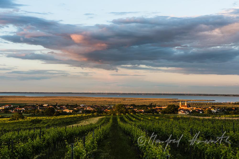 Weinberge am Rusterberg