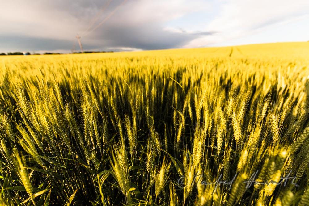 Gerstenfeld im Sommer