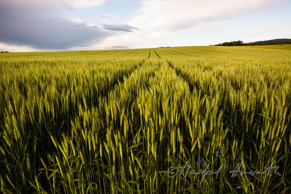 Gerstenfeld im Sommer