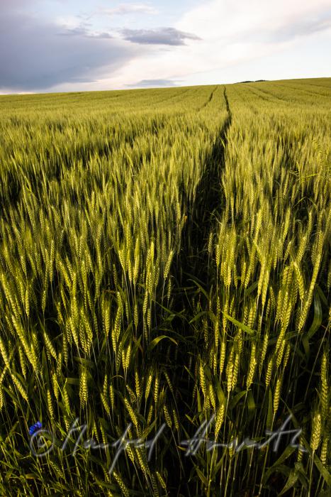 Gerstenfeld im Sommer