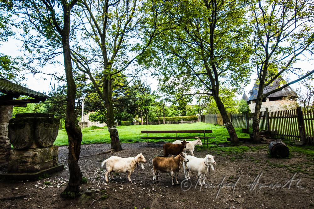 Ziegen im Tiergarten von Schloss Kobersdorf