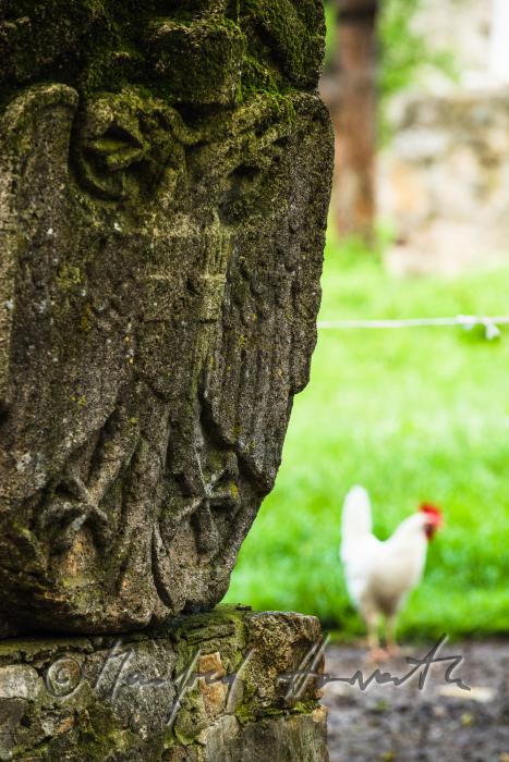 Huhn im Tiergarten von Schloss Kobersdorf