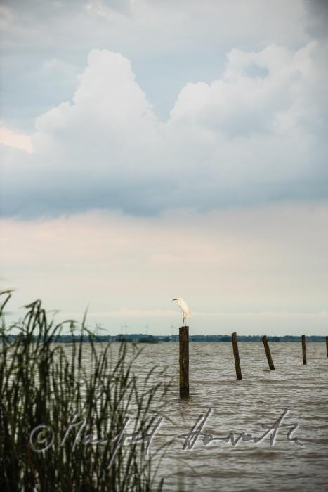 Strand beim Purbacher Kanal beim Schilflehrpfad