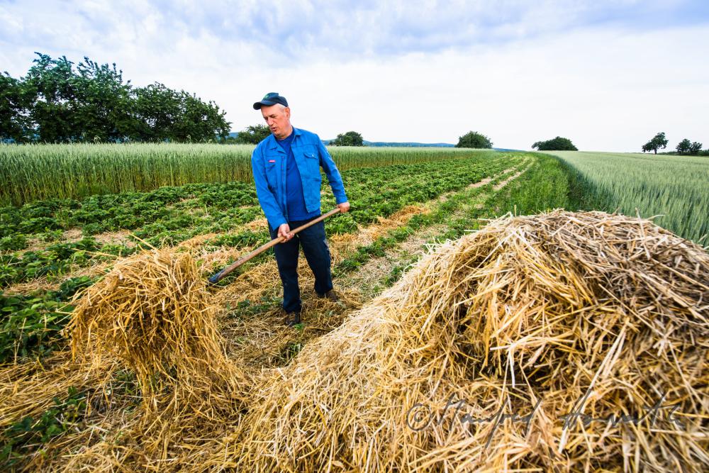 Obst-Bauer im Erdbeer-Feld beim Einstreuen von Stroh