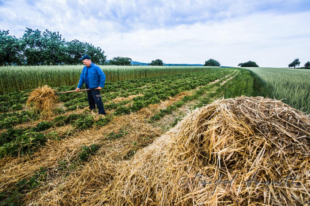 Obst-Bauer im Erdbeer-Feld beim Einstreuen von Stroh