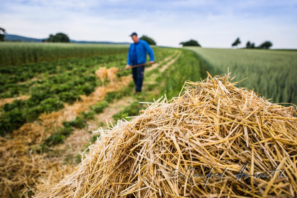 Obst-Bauer im Erdbeer-Feld beim Einstreuen von Stroh