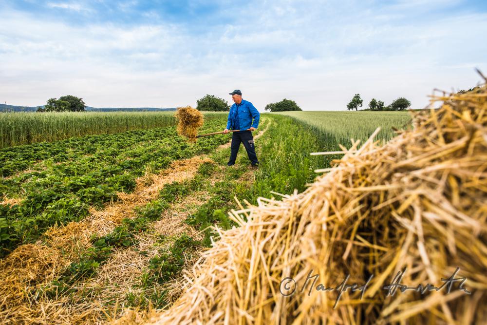 Obst-Bauer im Erdbeer-Feld beim Einstreuen von Stroh