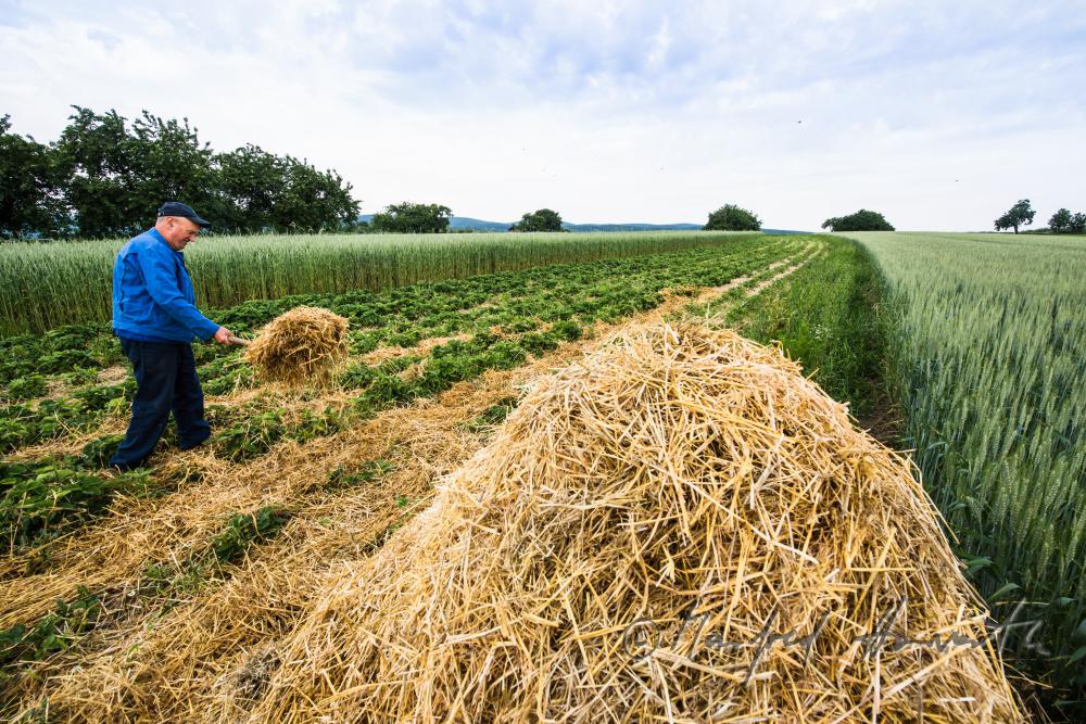 Obst-Bauer im Erdbeer-Feld beim Einstreuen von Stroh