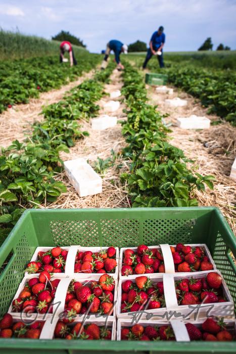 Erdbeerernte (Bio-Erdbeeren) im Juli