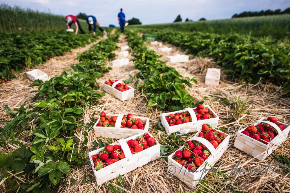 Erdbeerernte (Bio-Erdbeeren) im Juli