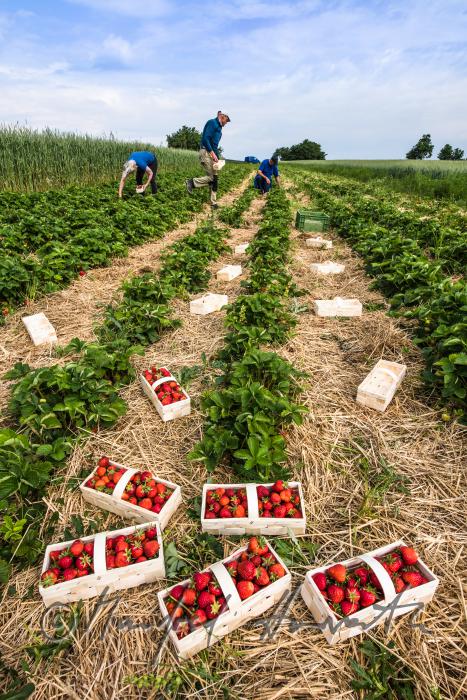 Erdbeerernte (Bio-Erdbeeren) im Juli