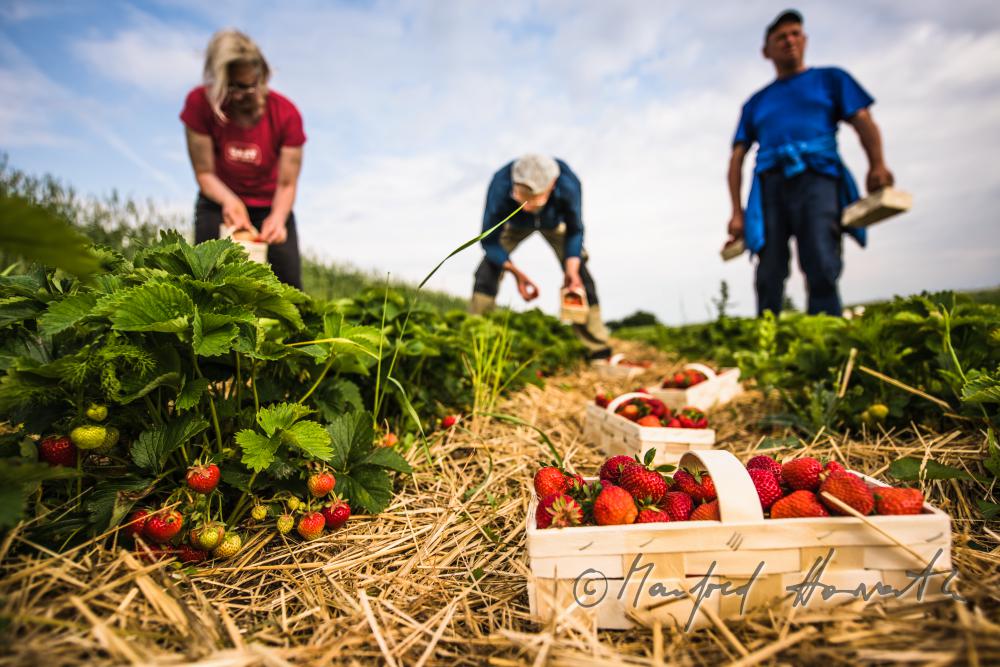 Erdbeerernte (Bio-Erdbeeren) im Juli