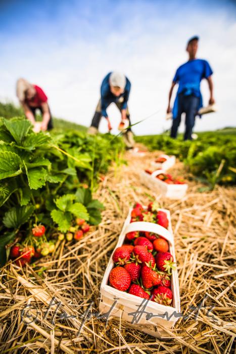 Erdbeerernte (Bio-Erdbeeren) im Juli