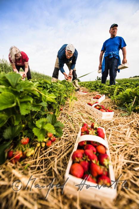 Erdbeerernte (Bio-Erdbeeren) im Juli