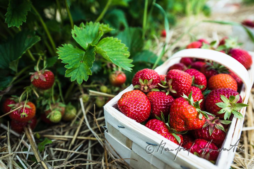 Erdbeerernte (Bio-Erdbeeren) im Juli
