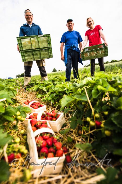 Erdbeerernte (Bio-Erdbeeren) im Juli