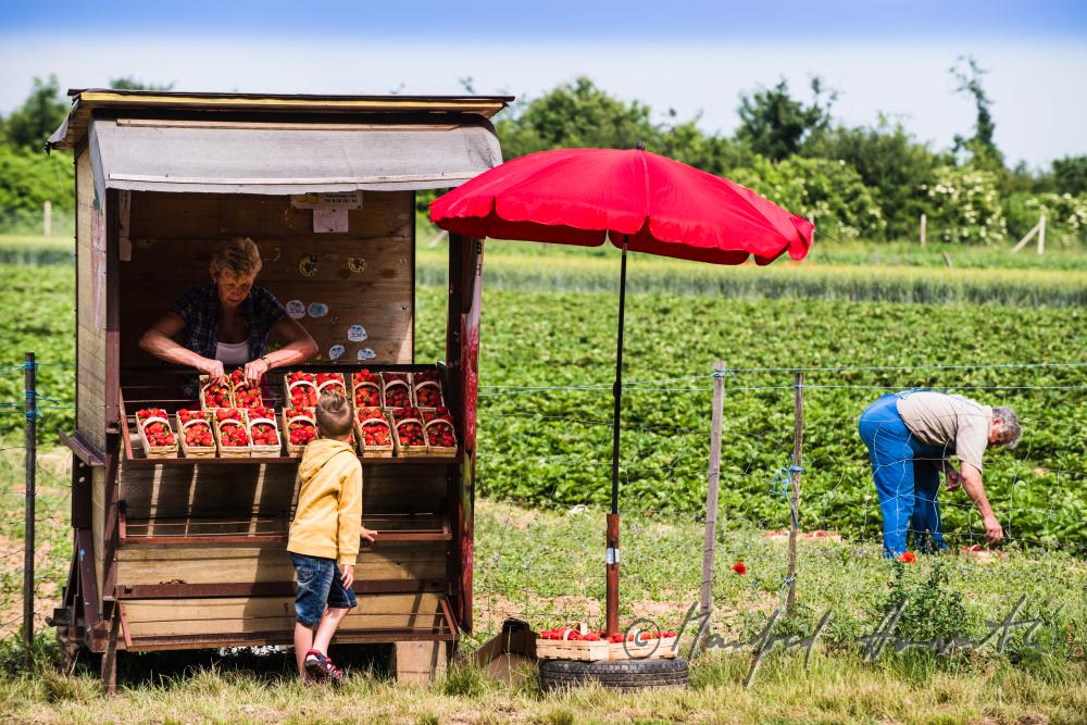 Strassen-Verkaufsstand für Erdbeeren neben dem Erdbeerfeld