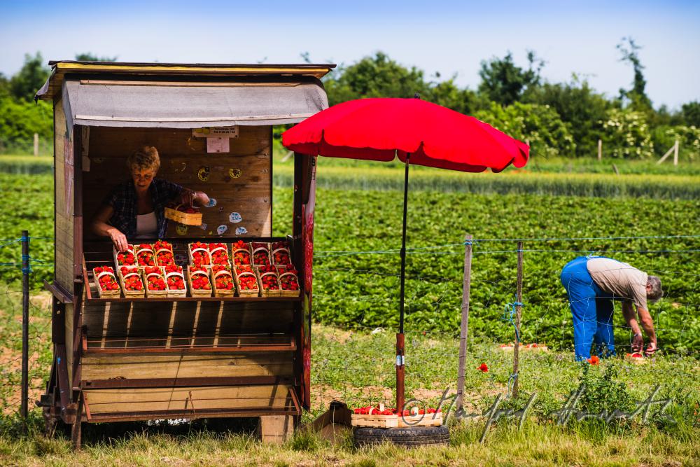 Strassen-Verkaufsstand für Erdbeeren neben dem Erdbeerfeld