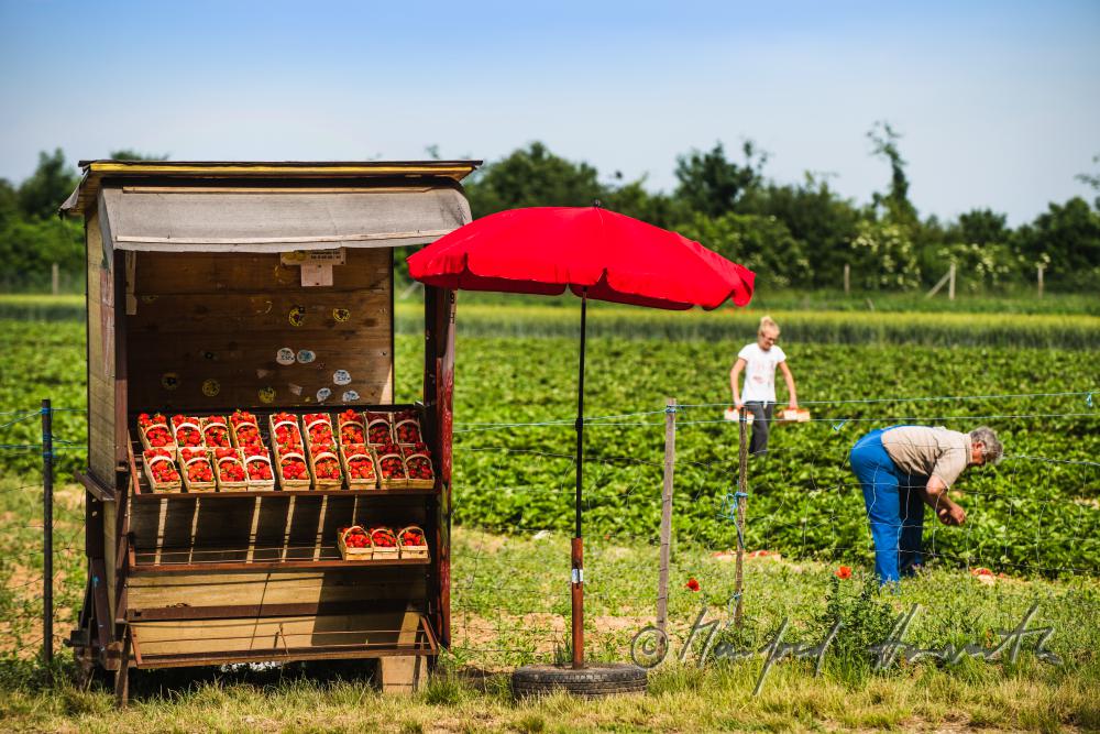 Strassen-Verkaufsstand für Erdbeeren neben dem Erdbeerfeld