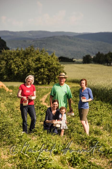 Familie Preisegger bei der Erdbeerernte (Bio-Erdbeeren) im Juli