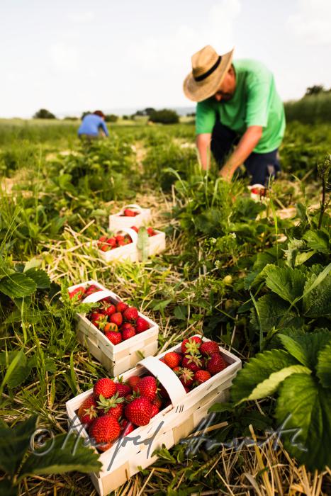 Erdbeerernte (Bio-Erdbeeren) im Juli