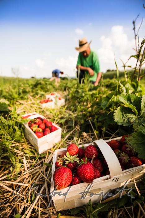 Erdbeerernte (Bio-Erdbeeren) im Juli