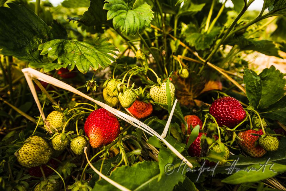 Erdbeerernte (Bio-Erdbeeren) im Juli