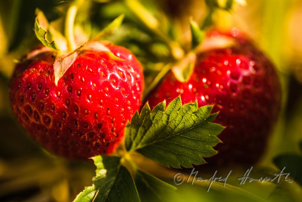 Erdbeerernte (Bio-Erdbeeren) im Juli
