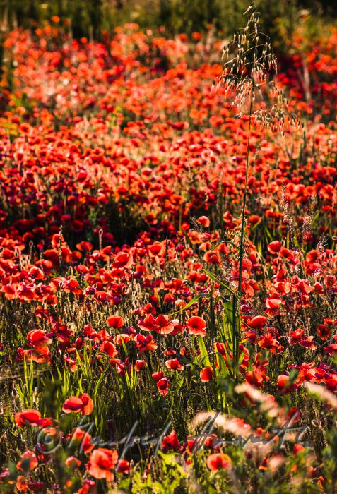 Wildblumenfeld mit blühendem Klatschmohn