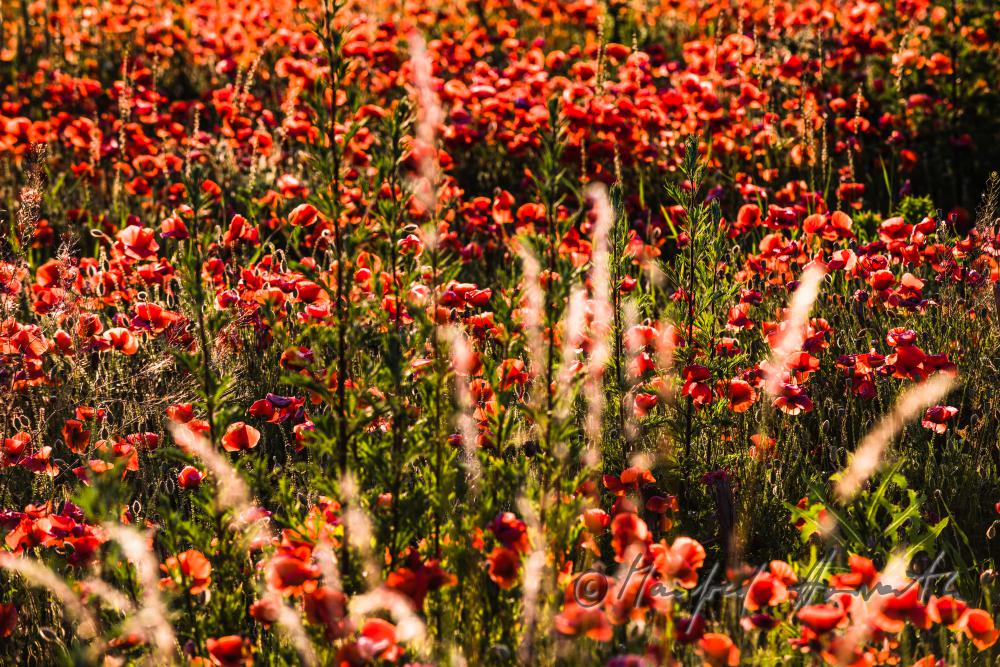 Wildblumenfeld mit blühendem Klatschmohn
