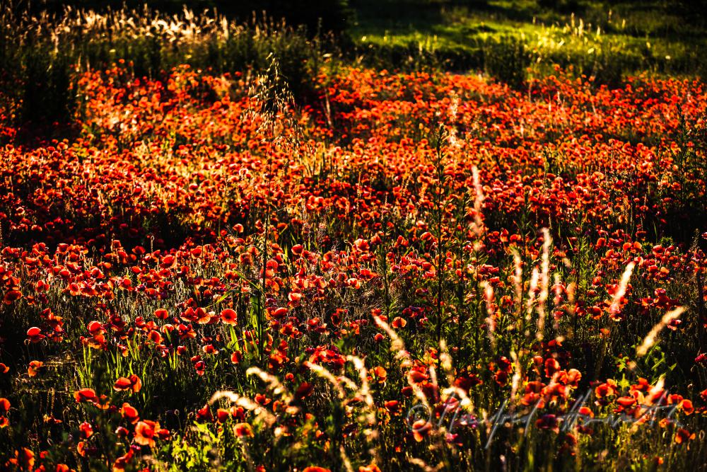 Wildblumenfeld mit blühendem Klatschmohn