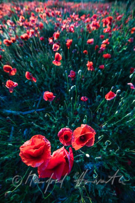 Wildblumenfeld mit blühendem Klatschmohn