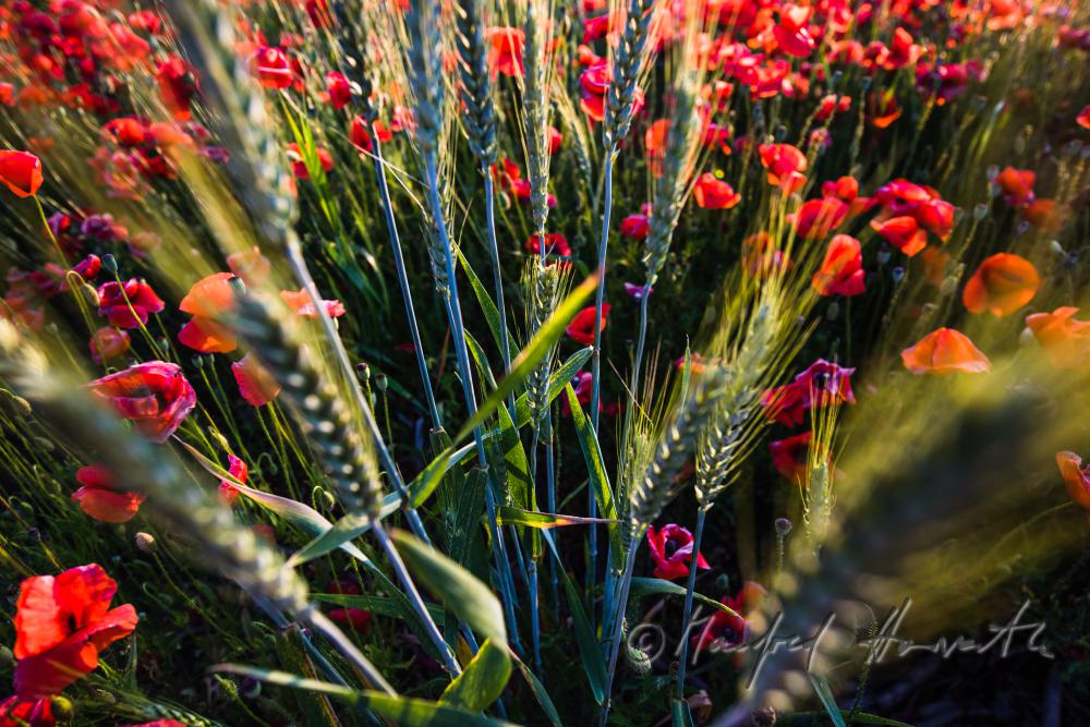 Wildblumenfeld mit blühendem Klatschmohn und Gerste