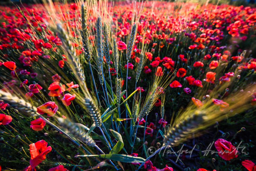 Wildblumenfeld mit blühendem Klatschmohn und Gerste