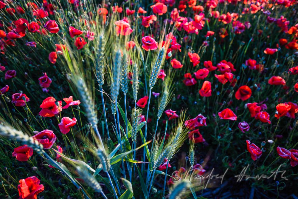 Wildblumenfeld mit blühendem Klatschmohn und Gerste