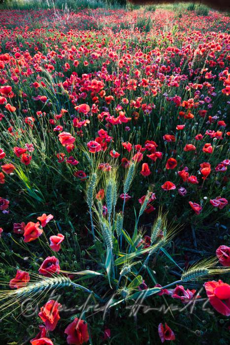 Wildblumenfeld mit blühendem Klatschmohn und Gerste