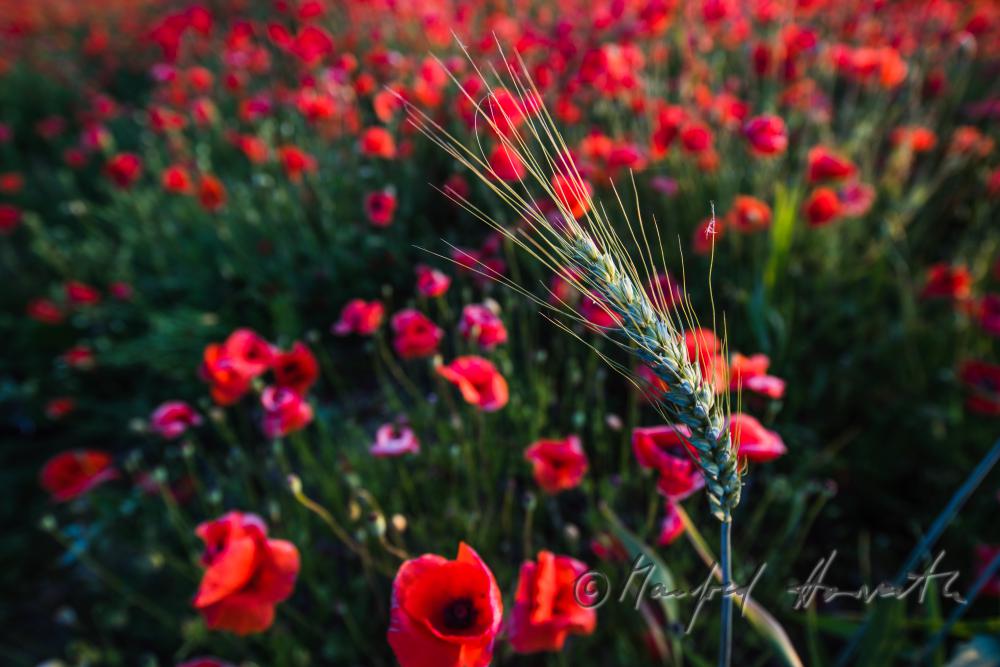 Wildblumenfeld mit blühendem Klatschmohn und Gerste